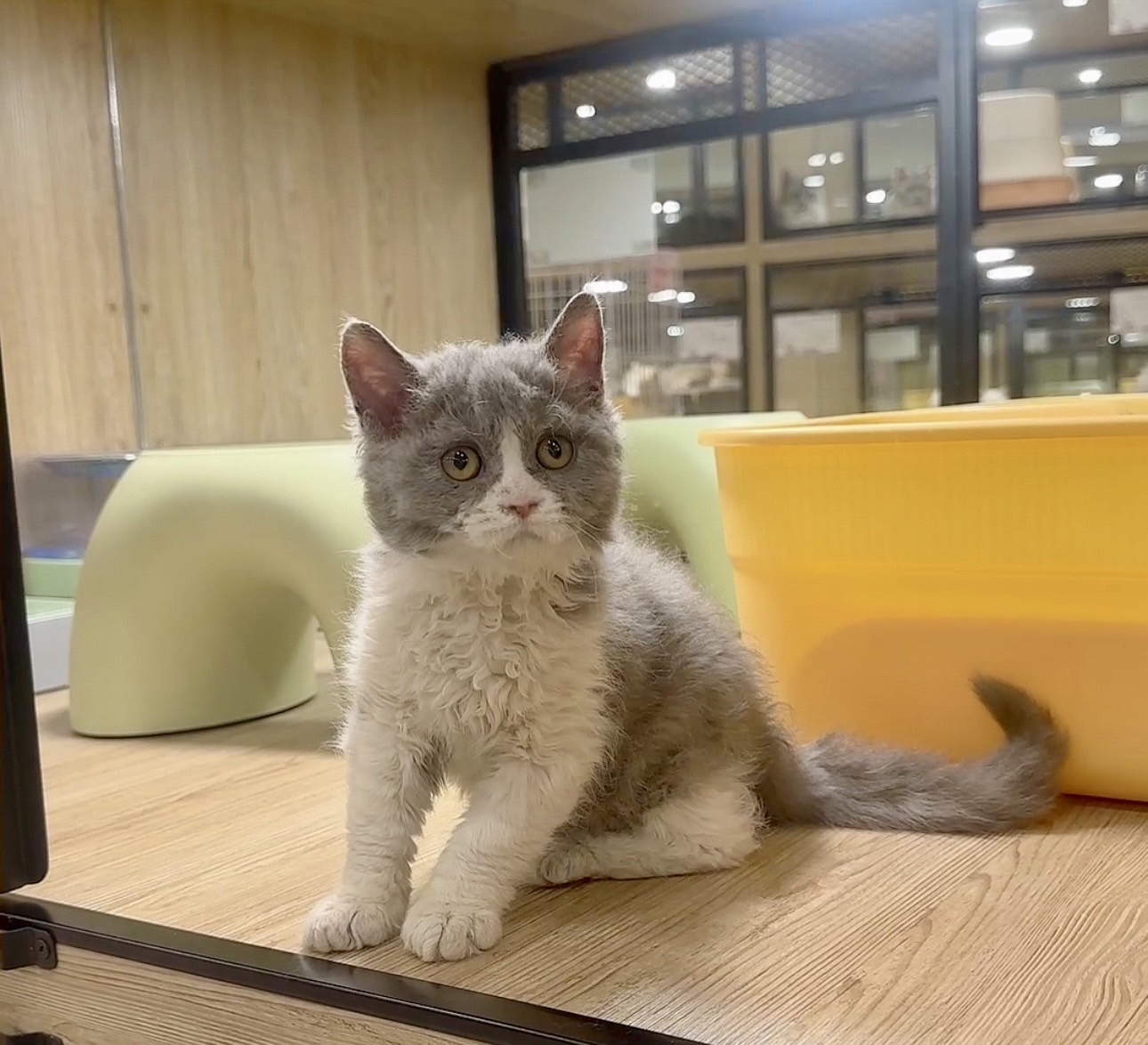 喜得貓社／藍白色捲毛貓