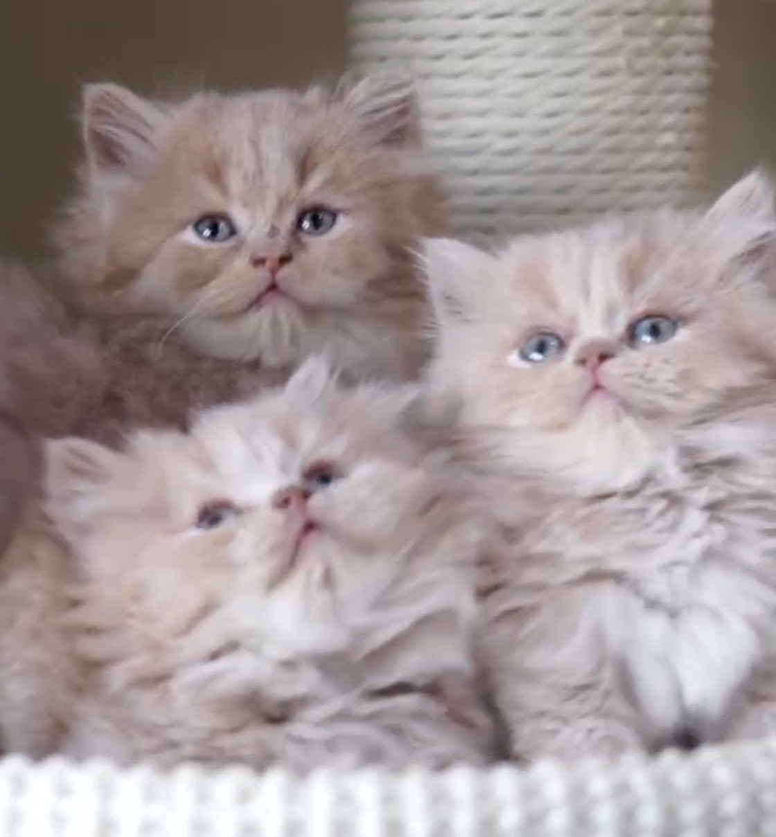 天使貓園／英國長毛貓