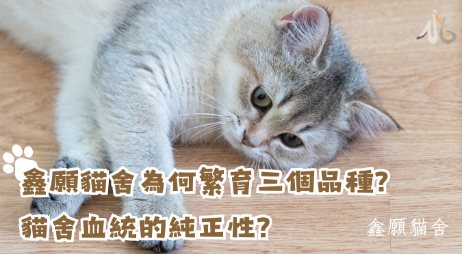 鑫願貓舍 / 鑫願貓舍為何繁育三個品種？貓舍血統的純正性？