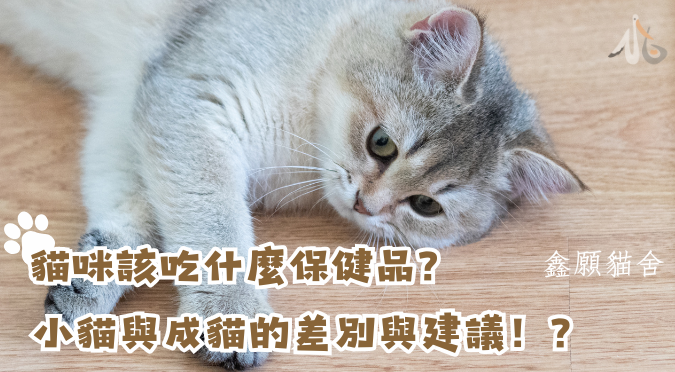 鑫願貓舍 / 貓咪該吃什麼保健品？小貓與成貓的差別與建議！？