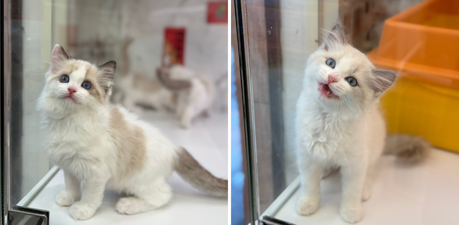 野獸派貓舍／布偶貓