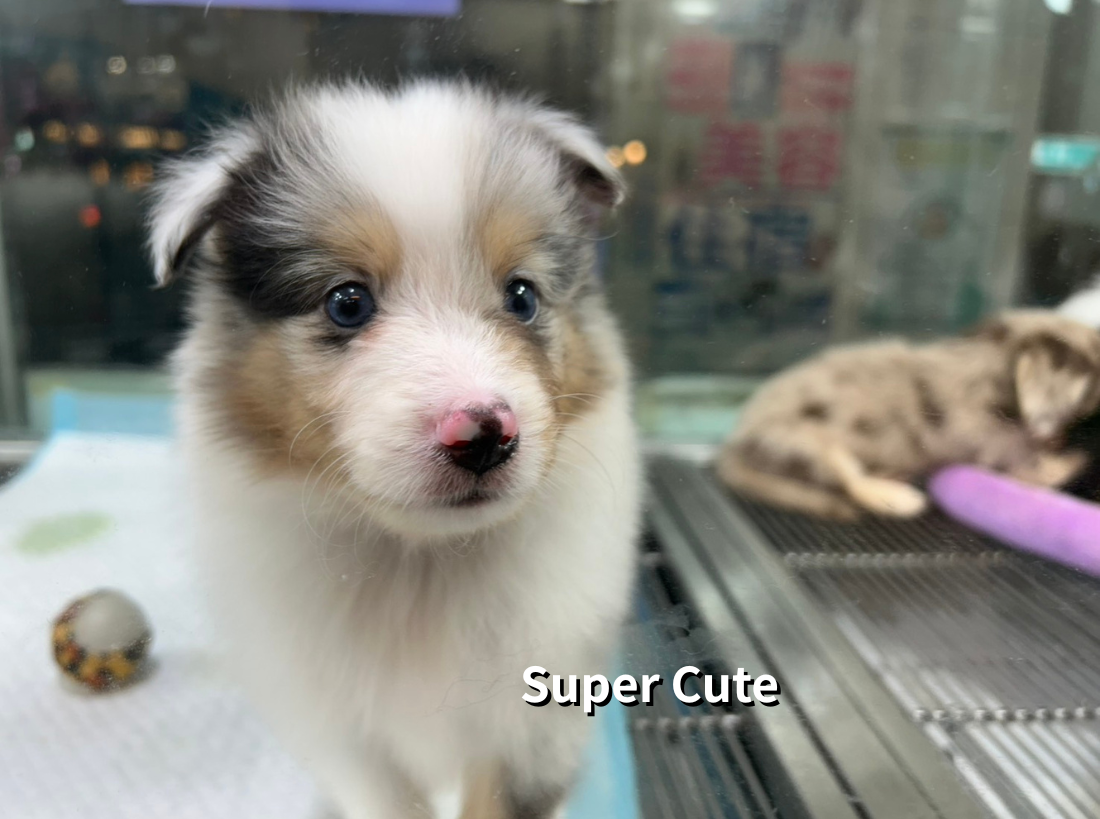 超可愛名犬社／喜樂蒂