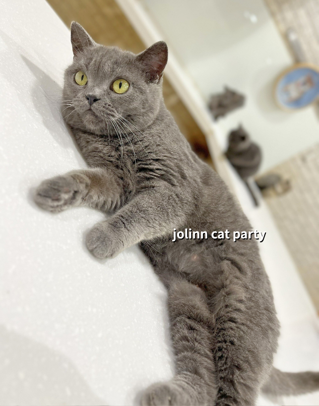 貓咪派對／藍色英國短毛貓