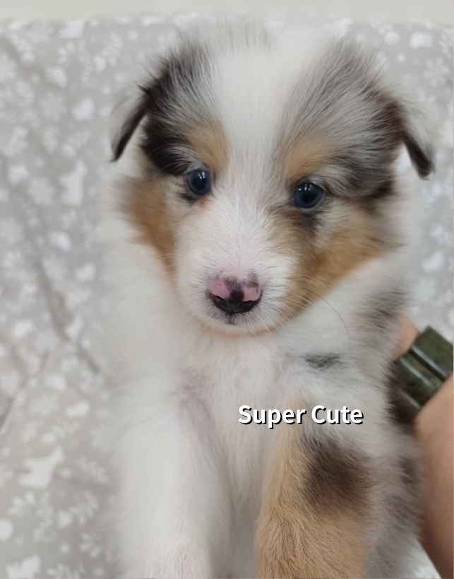 超可愛名犬社／喜樂蒂