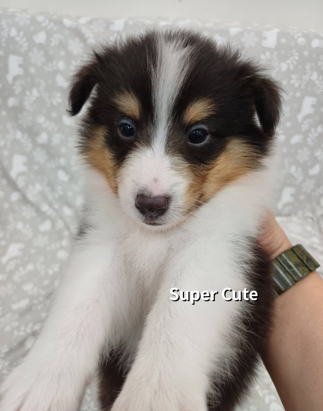 超可愛名犬社／喜樂蒂