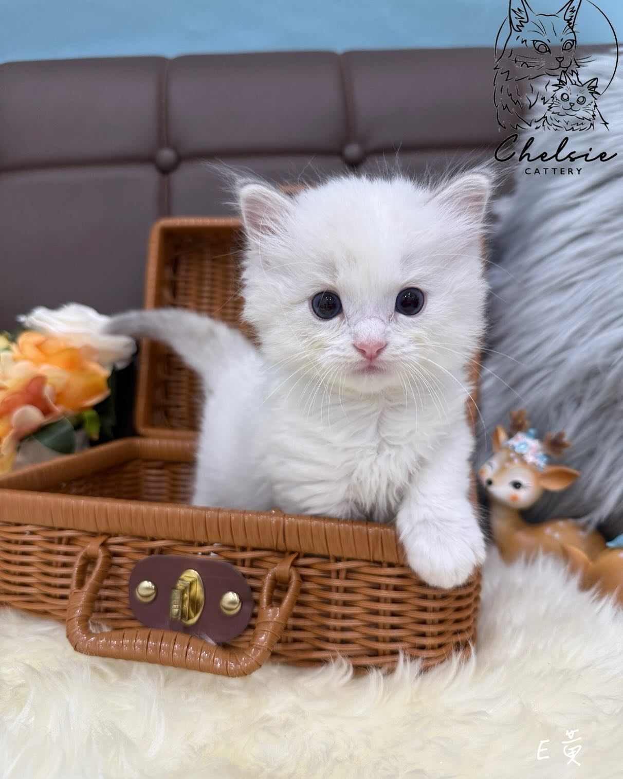 雀而喜貓舍／藍山雙色布偶貓