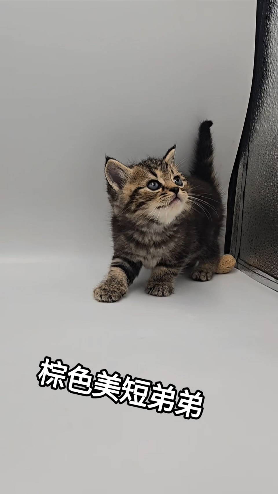 刻在你心底的貓／棕色美國短毛貓