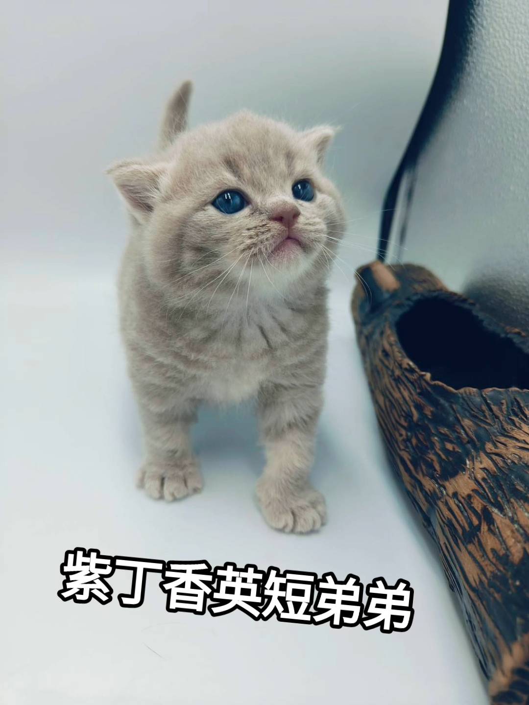 刻在你心底的貓／紫丁香英國短毛貓