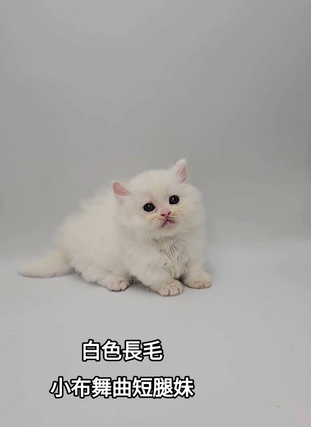 刻在你心底的貓／白色小步舞曲