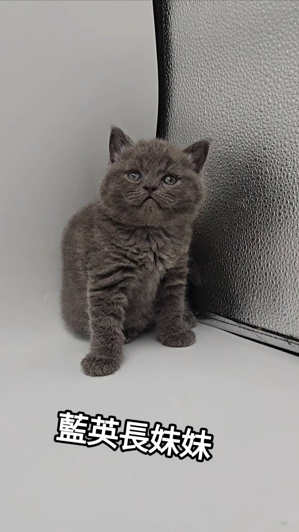 刻在你心底的貓／藍色英國長毛貓