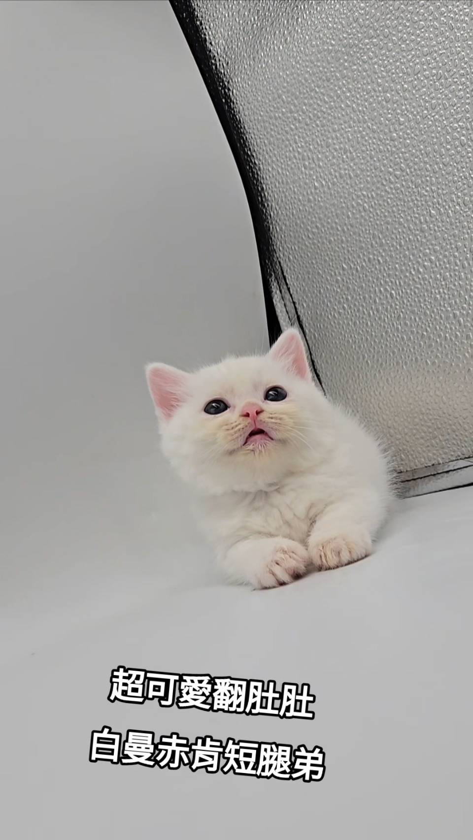 刻在你心底的貓／白色曼赤肯