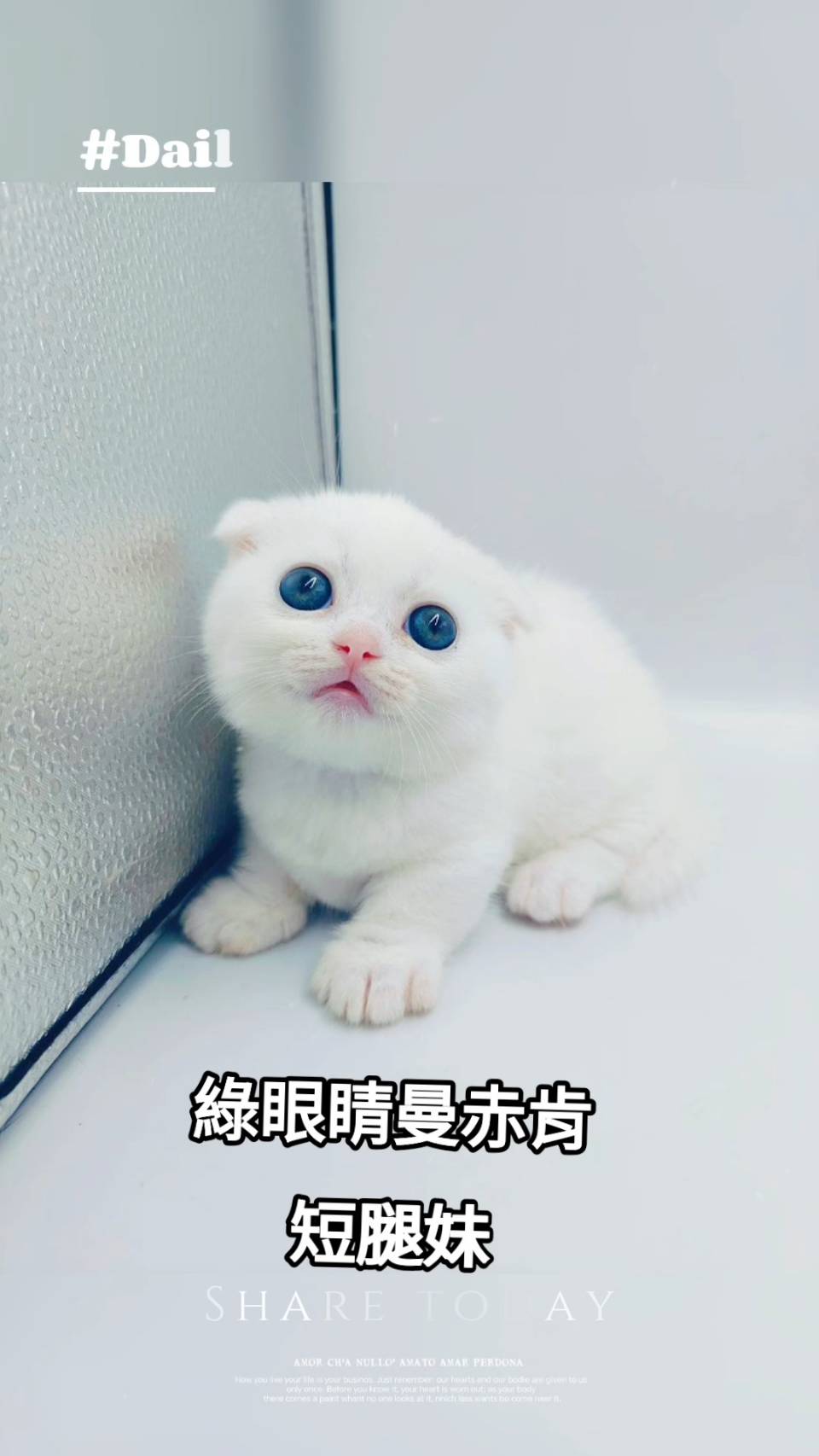 刻在你心底的貓／白色曼赤肯