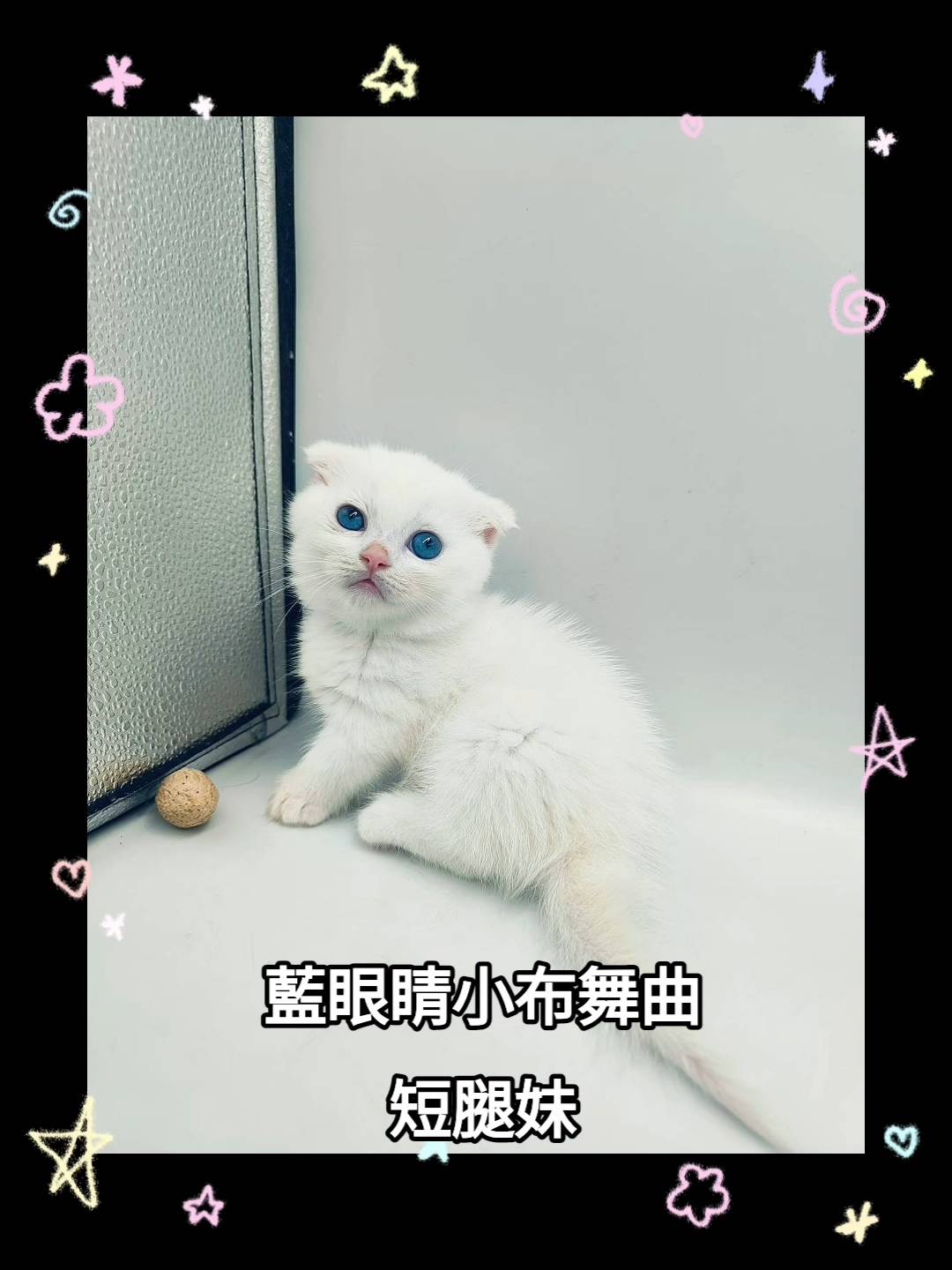 刻在你心底的貓／白色小步舞曲