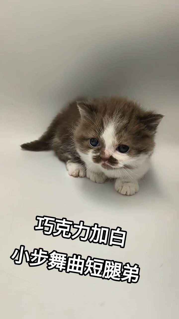 刻在你心底的貓／巧克力加白小步舞曲