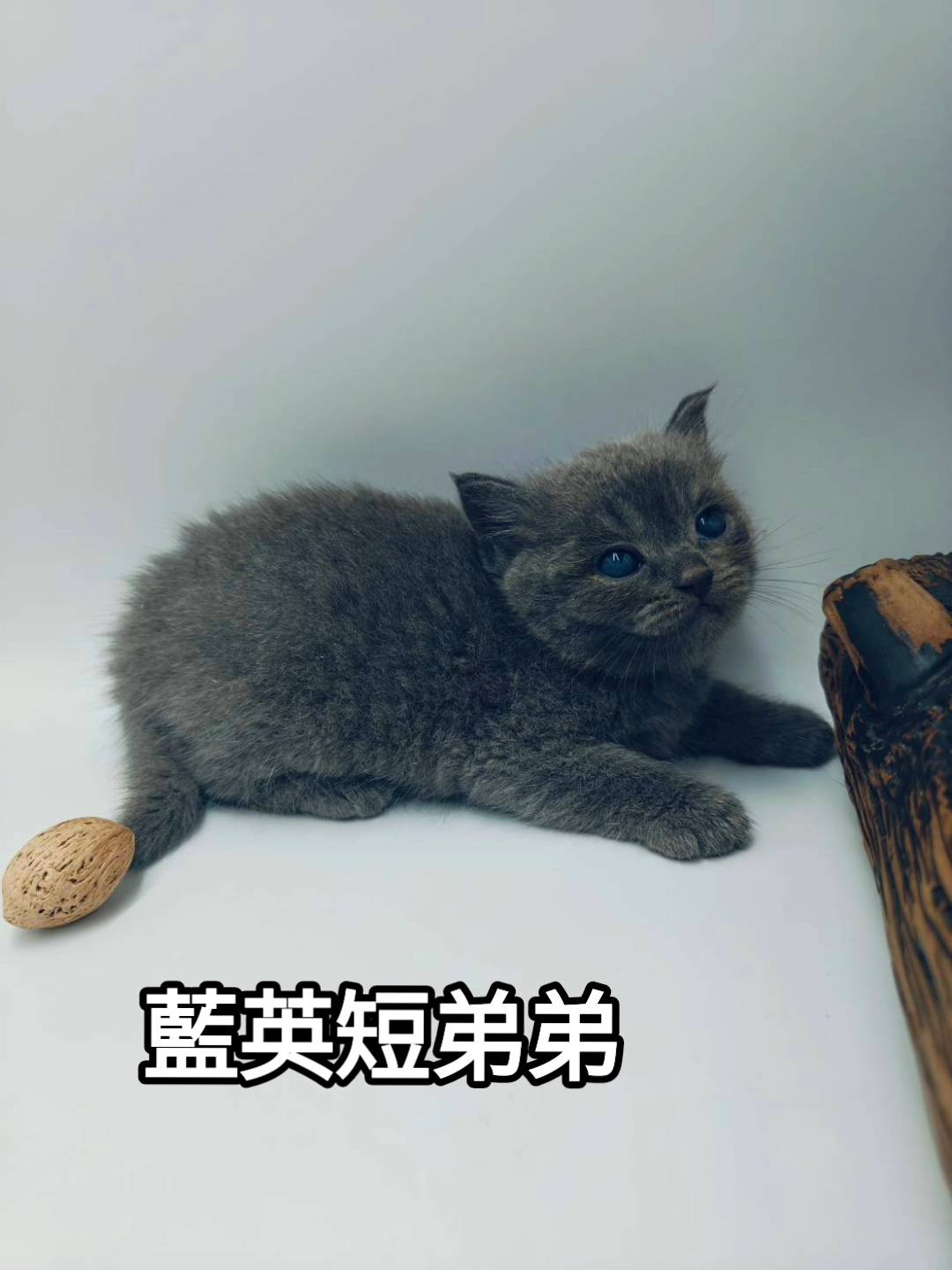 刻在你心底的貓／藍色英國短毛貓