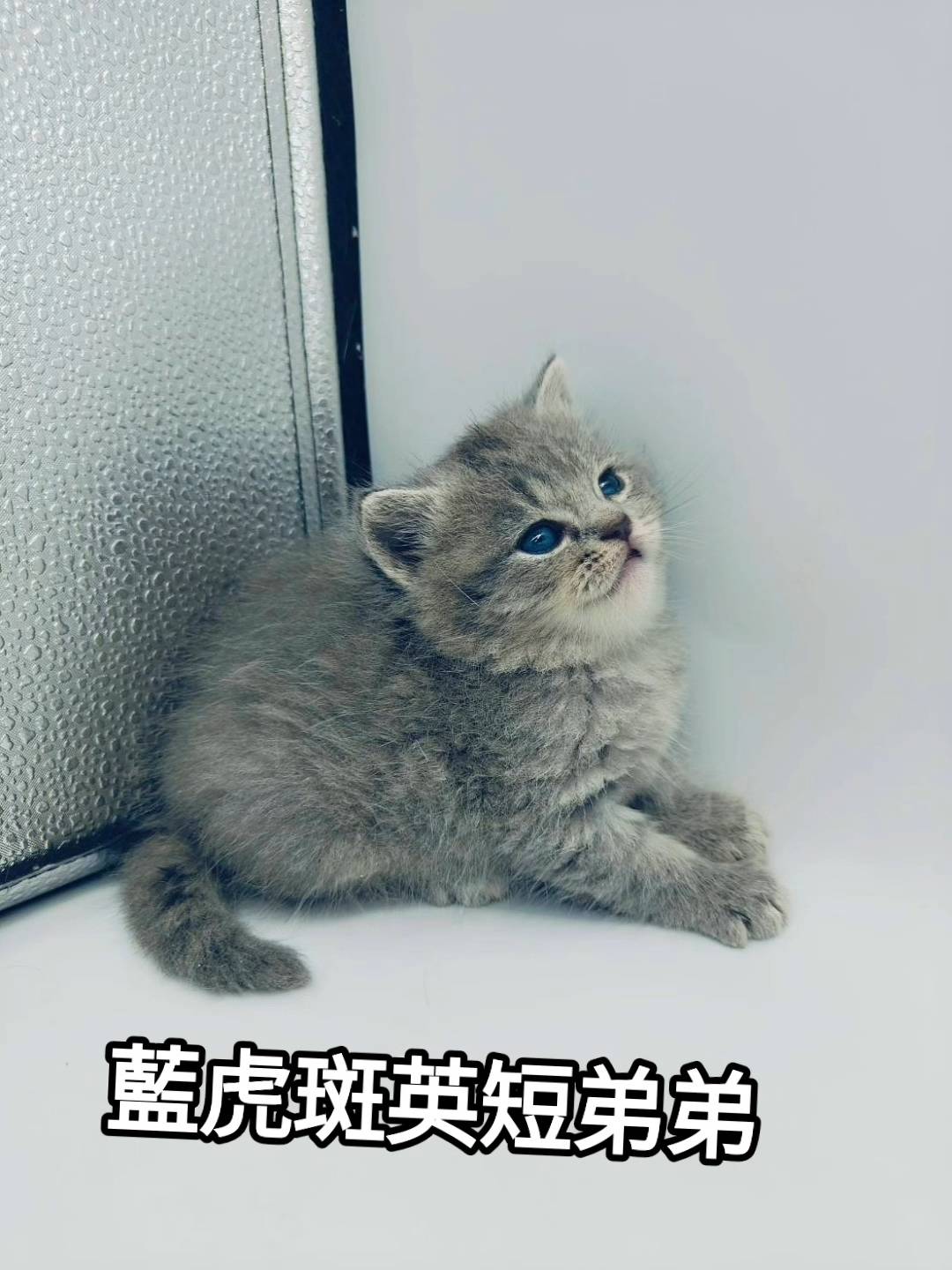 刻在你心底的貓／藍虎斑英國短毛貓