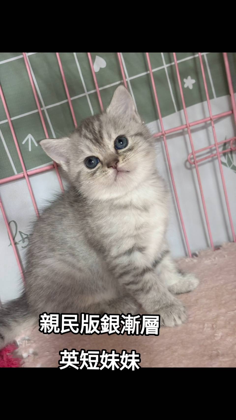刻在你心底的貓／銀漸層英國短毛貓