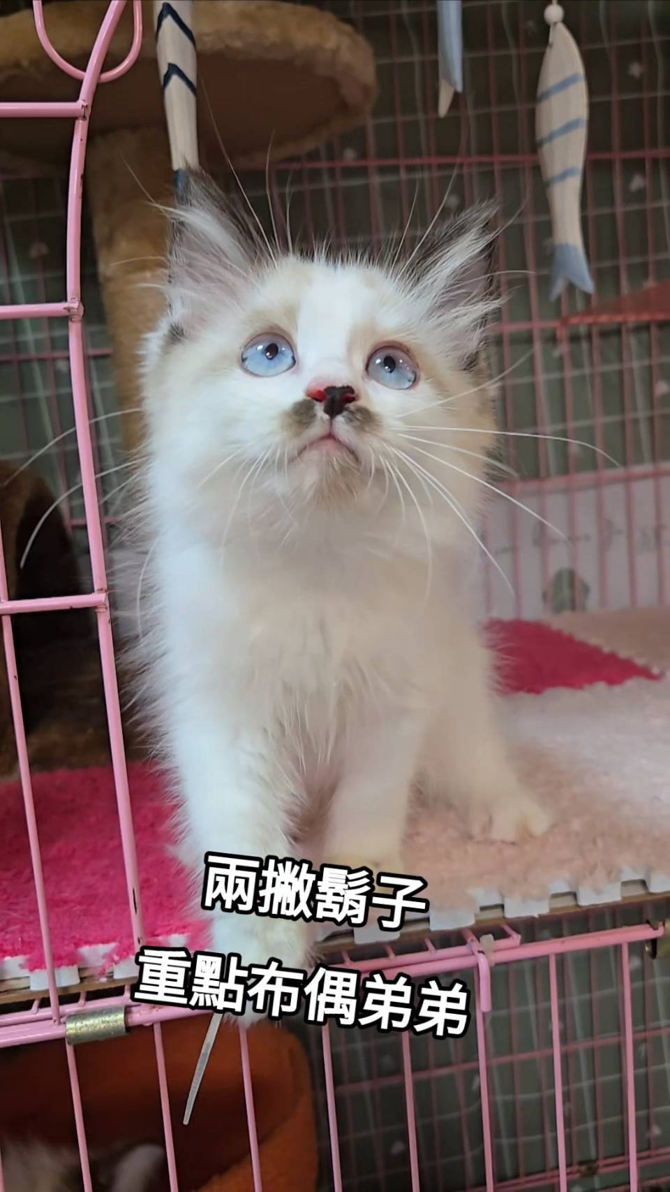 刻在你心底的貓／重點色布偶貓