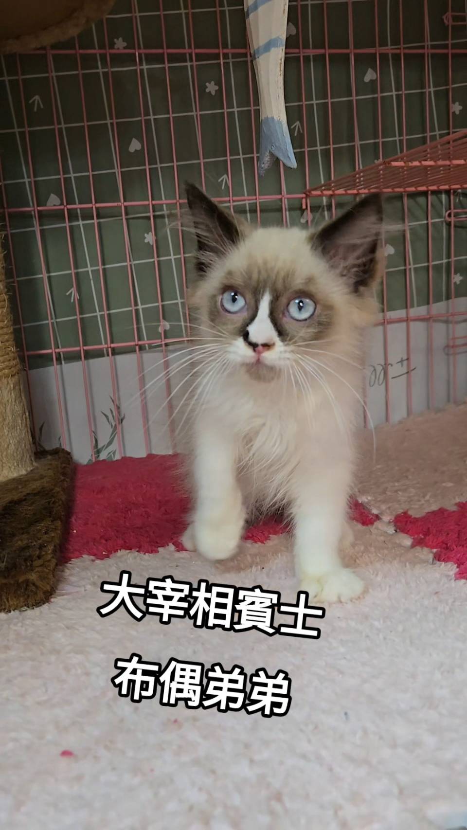 刻在你心底的貓／賓士布偶貓