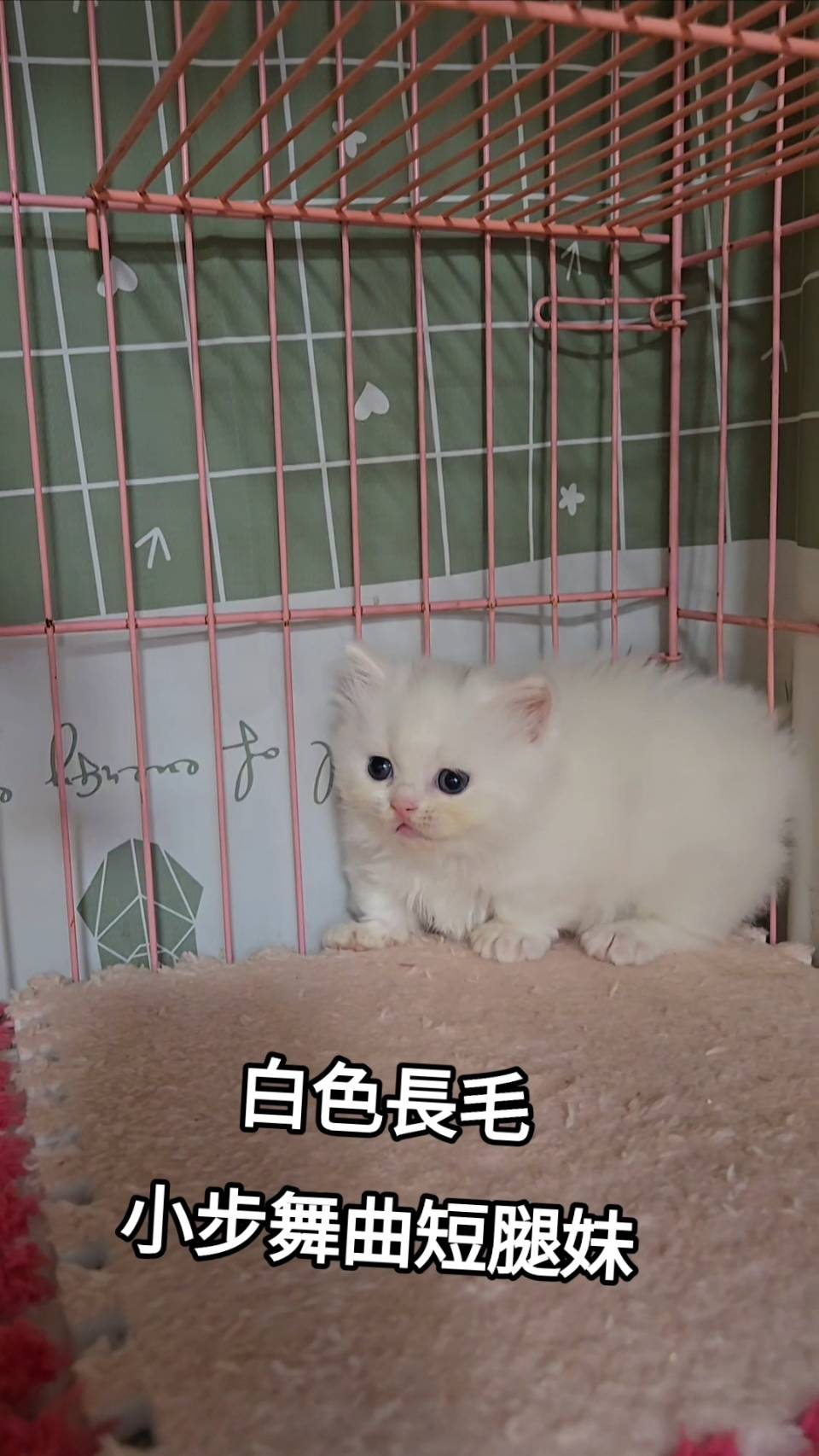 刻在你心底的貓／白色小步舞曲
