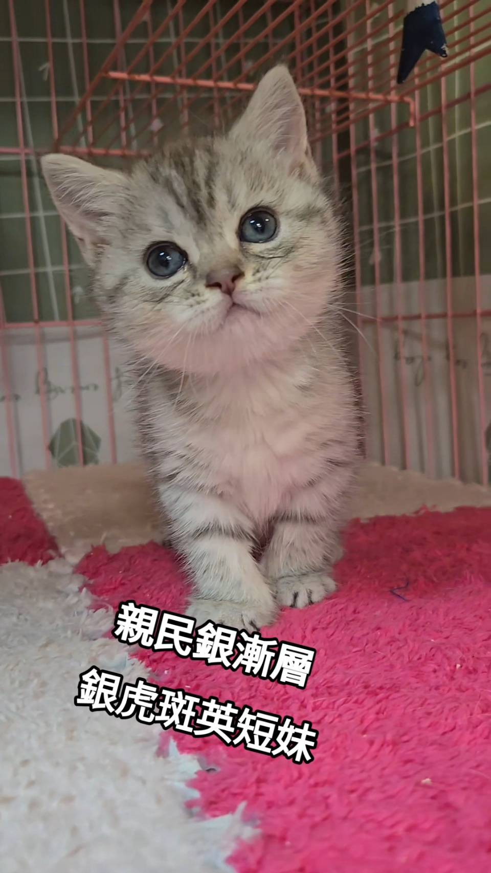 刻在你心底的貓／銀漸層英國短毛貓