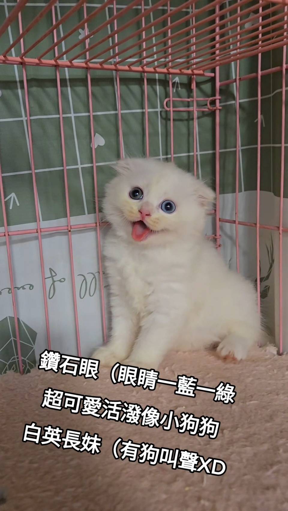 刻在你心底的貓／白色英國長毛貓
