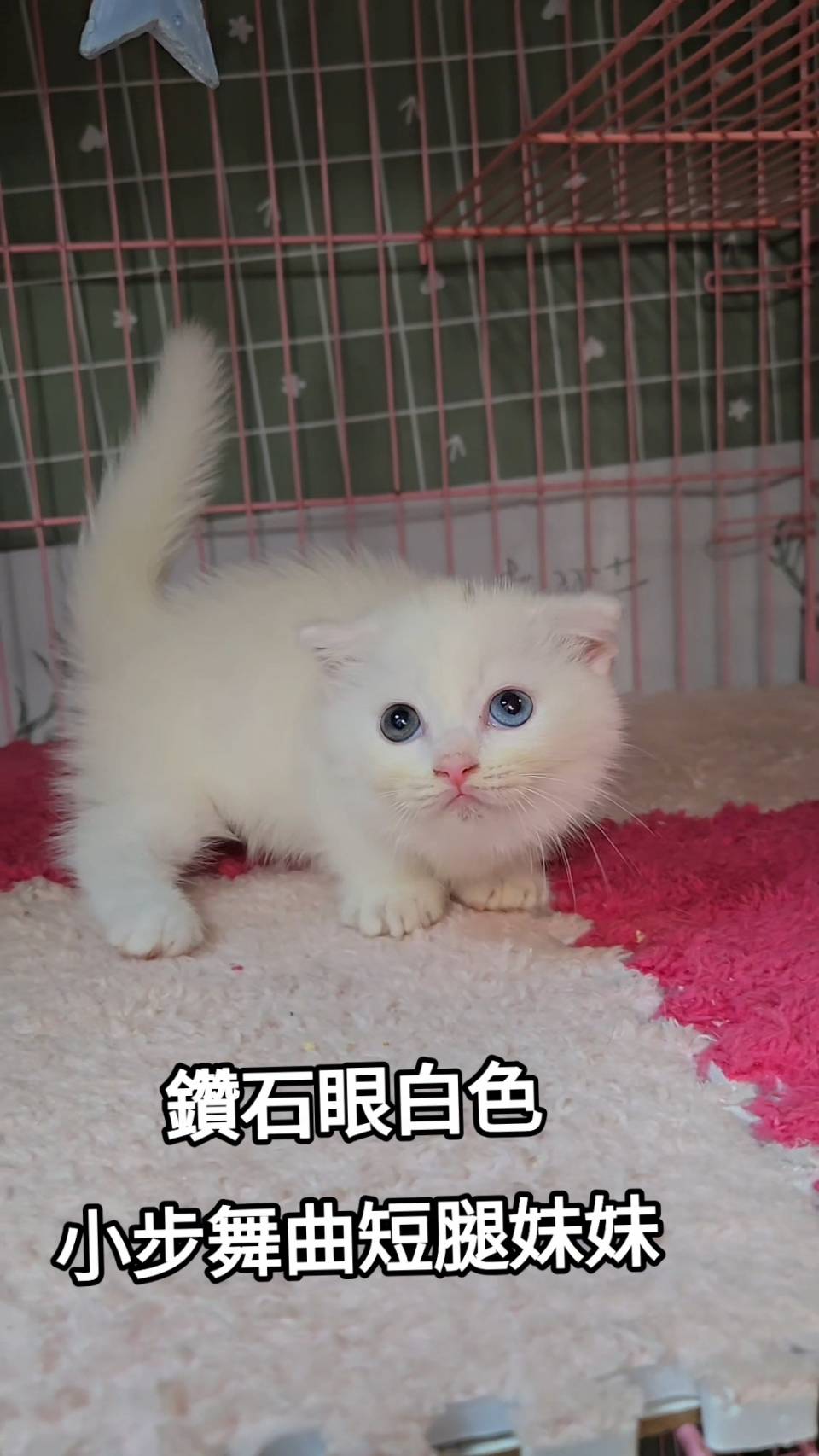 刻在你心底的貓／白色小步舞曲
