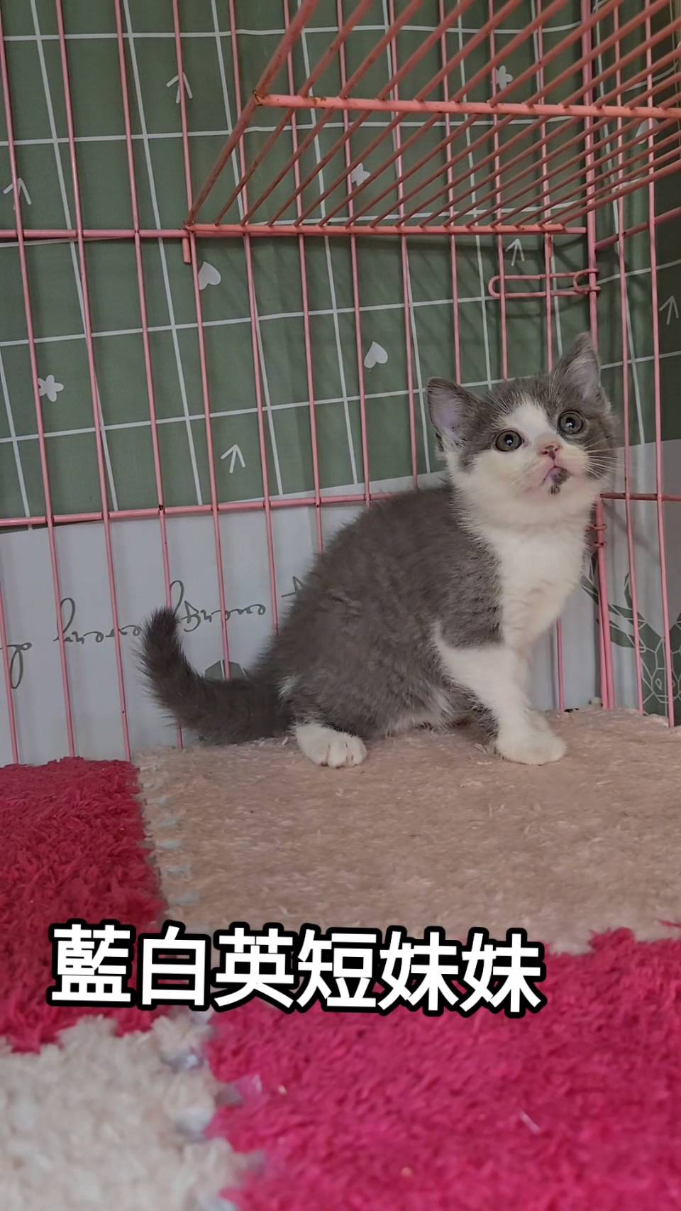 刻在你心底的貓／藍白英國短毛貓