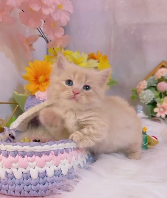 星光貓舍／奶油色小步舞曲