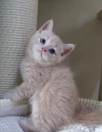 天使貓園／奶油賓士英國短毛貓