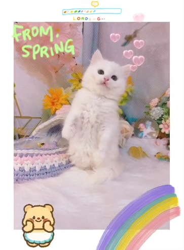 星光貓舍／奶端色英國長毛貓