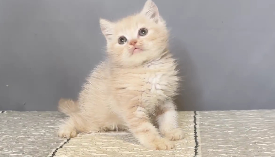 尊爵名皇／奶油白色英國短毛貓