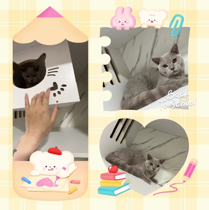 布魯斯貓舍／紫丁香英國短毛貓