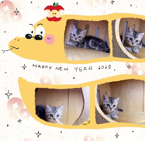 布魯斯貓舍／美短紋曼赤肯