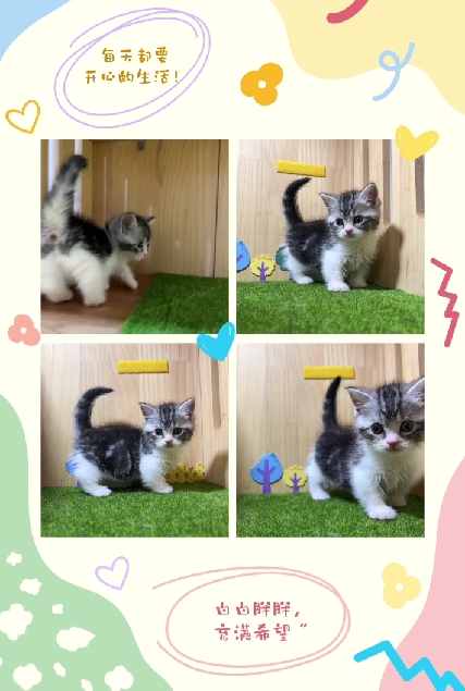 布魯斯貓舍／美短起司曼赤肯