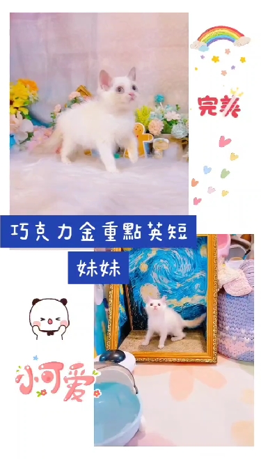 星光貓舍／巧克力金重點英國短毛貓