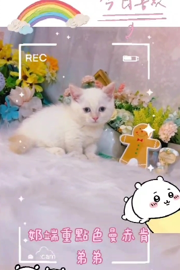 星光貓舍／奶端重點色曼赤肯