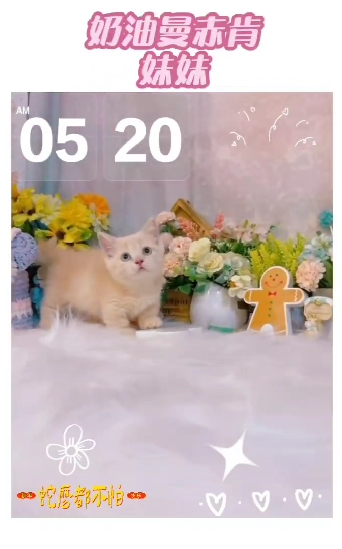 星光貓舍／奶油色曼赤肯