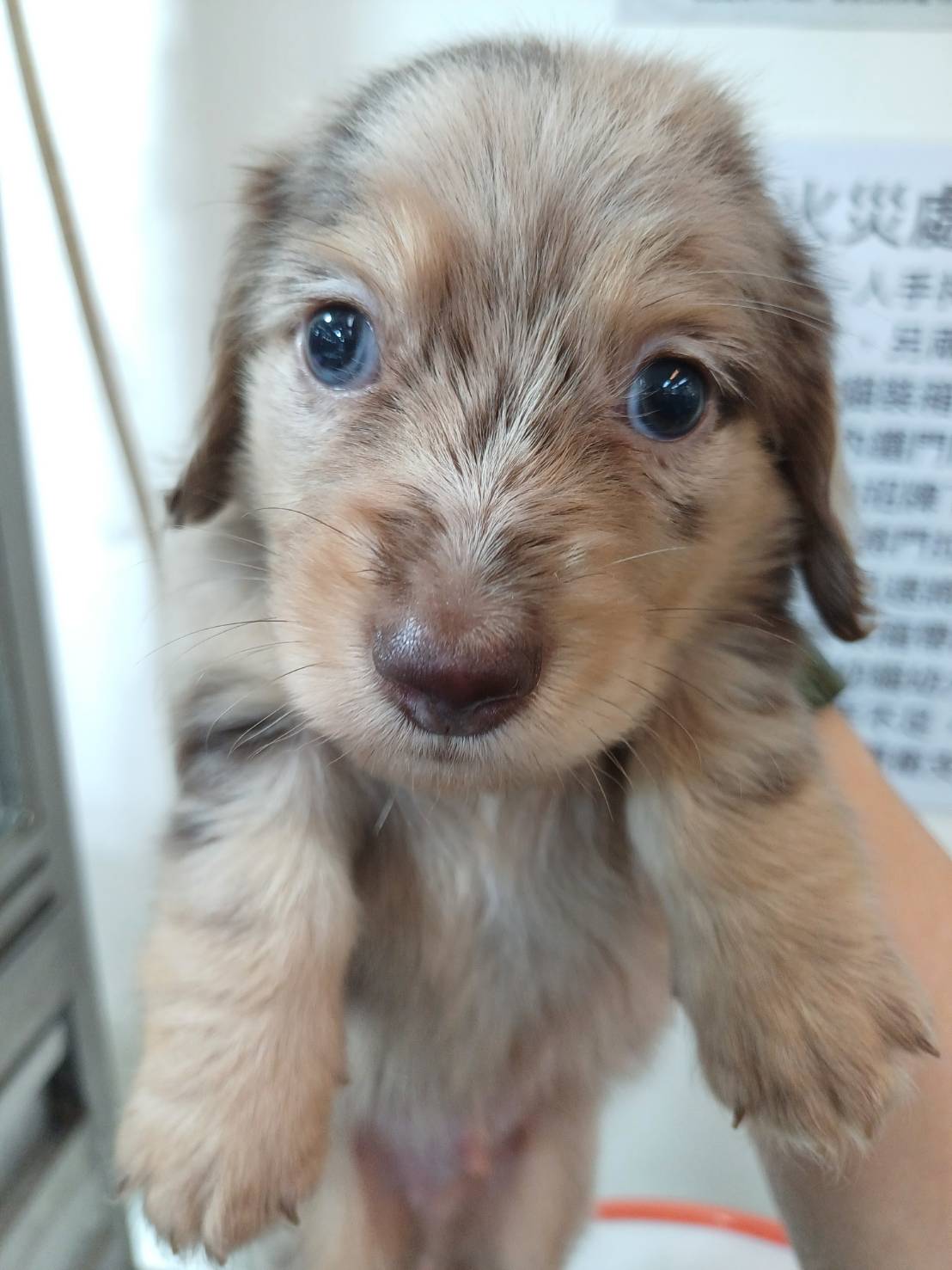 超可愛名犬社／巧克力奶油大理石長毛臘腸狗