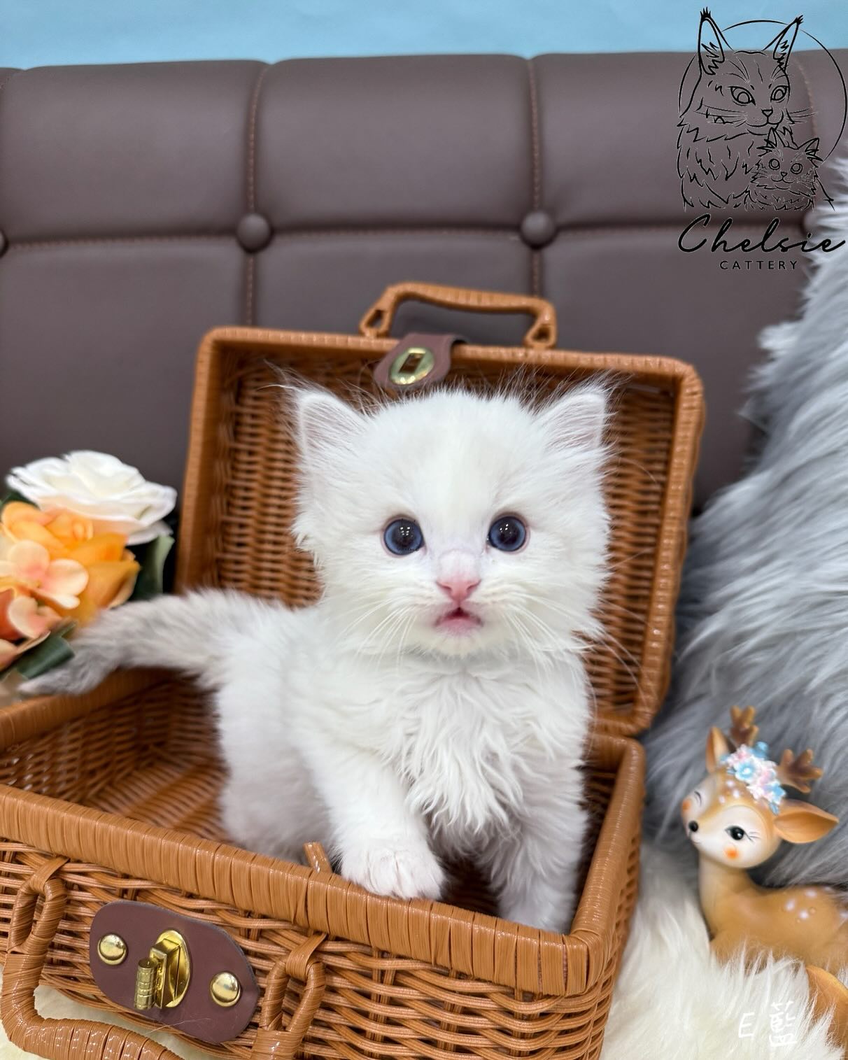 雀而喜貓舍／藍山雙色布偶貓