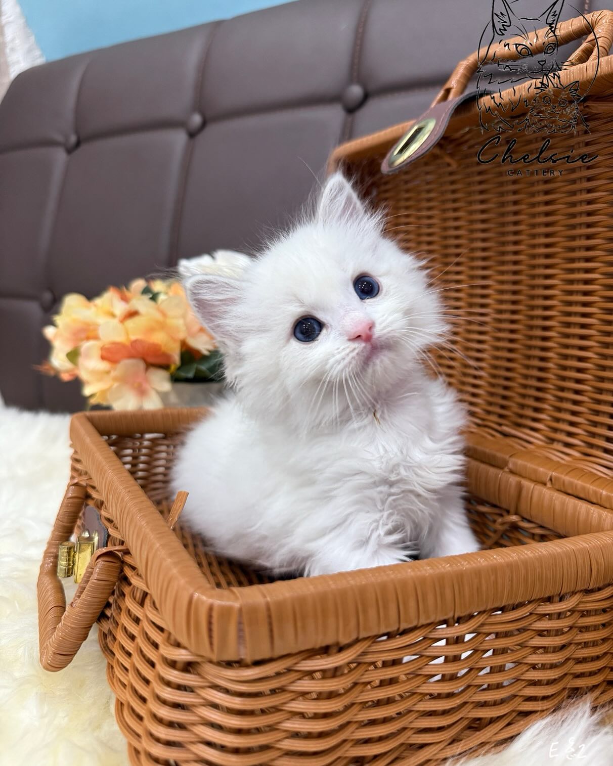 雀而喜貓舍／藍山雙色布偶貓