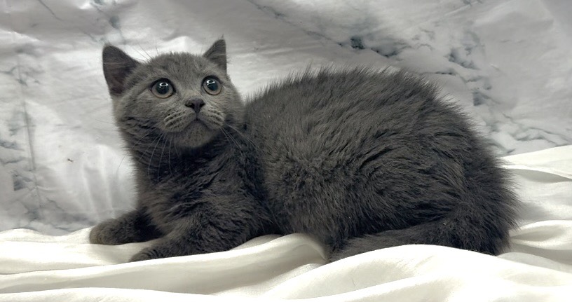 華貴皇族國際專業貓舍／藍色曼赤肯