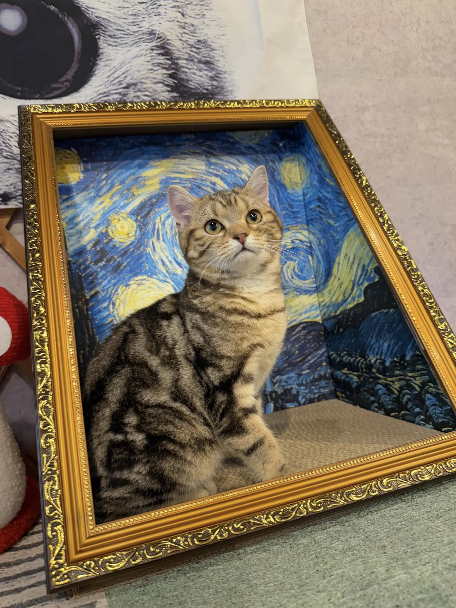 金瑟喵屋／古銅色美國短毛貓