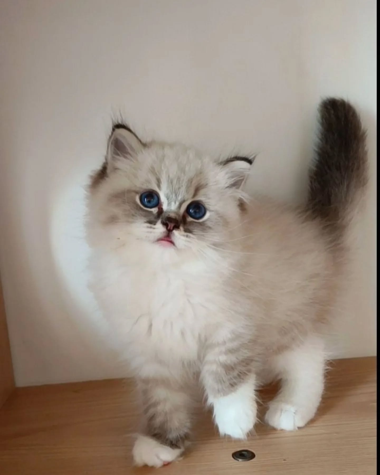 蘋果樹下的布偶貓／山貓紋手套布偶貓