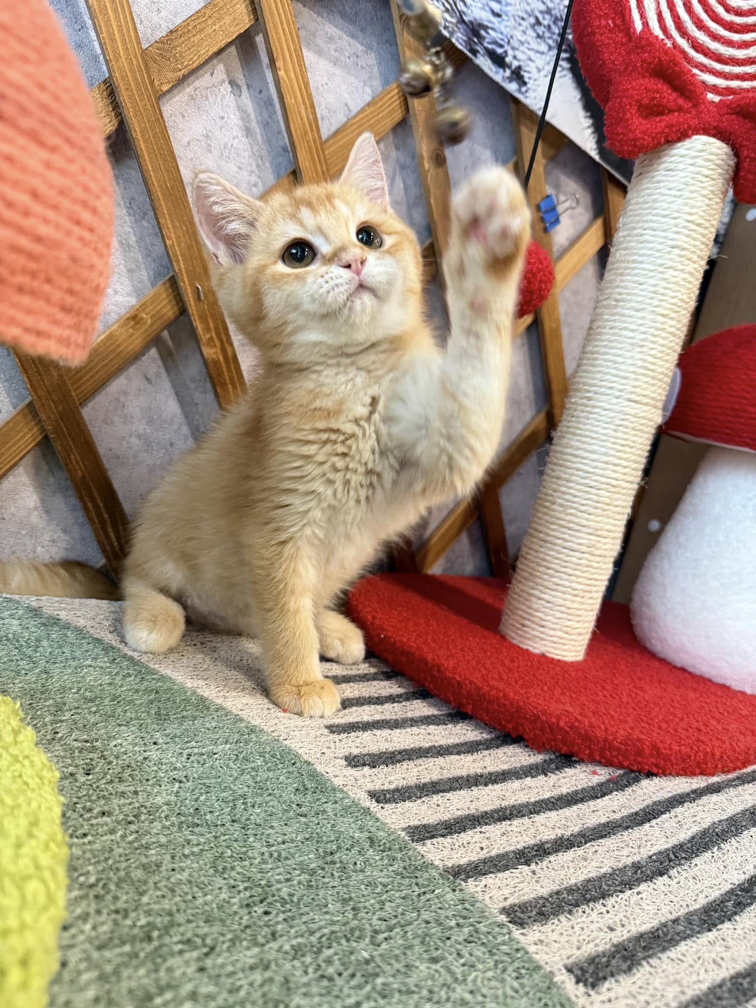 金瑟喵屋／紅金英國短毛貓