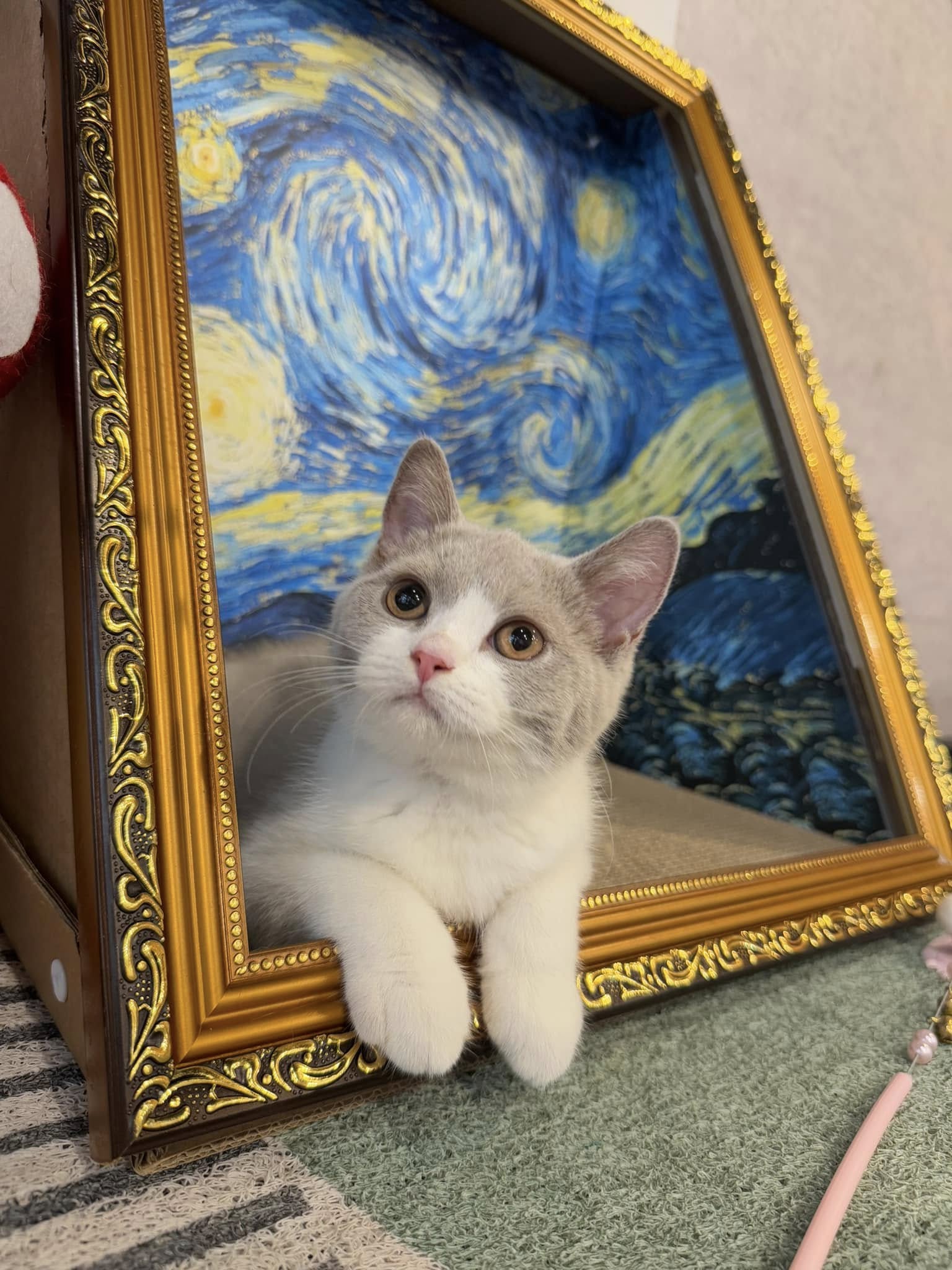 金瑟喵屋／紫丁香賓士英國短毛貓