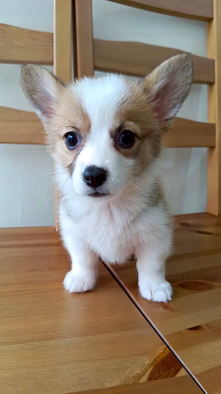 中圓寵物家族／雙色柯基犬