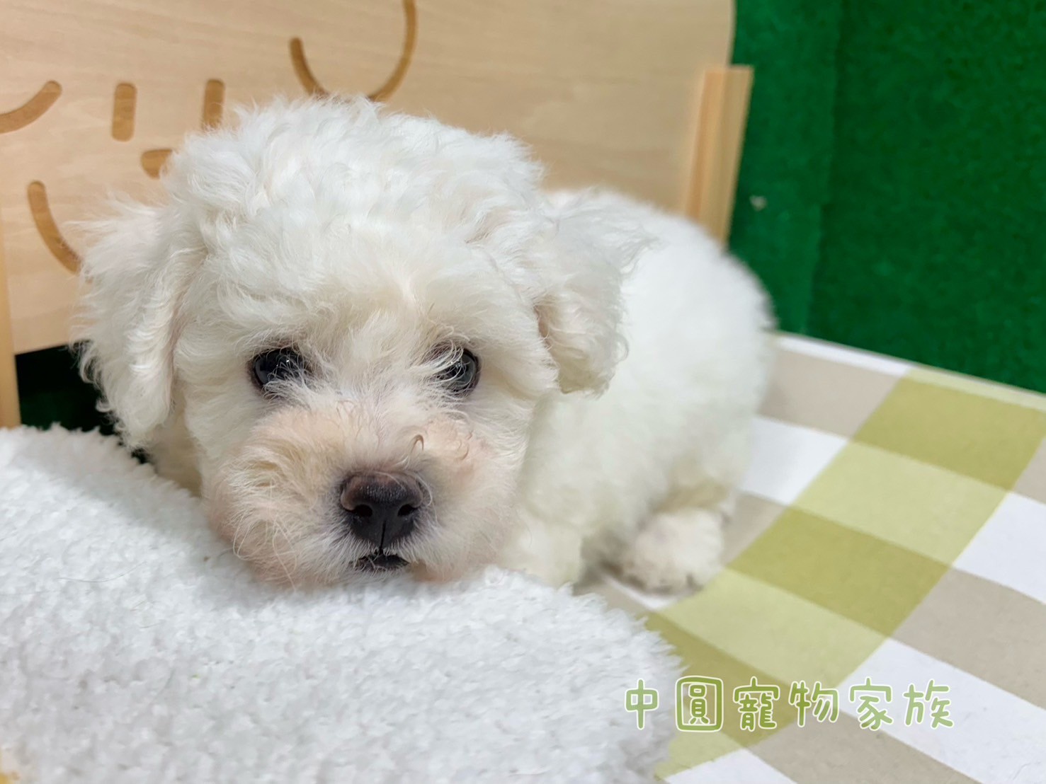 中圓寵物家族／比熊犬