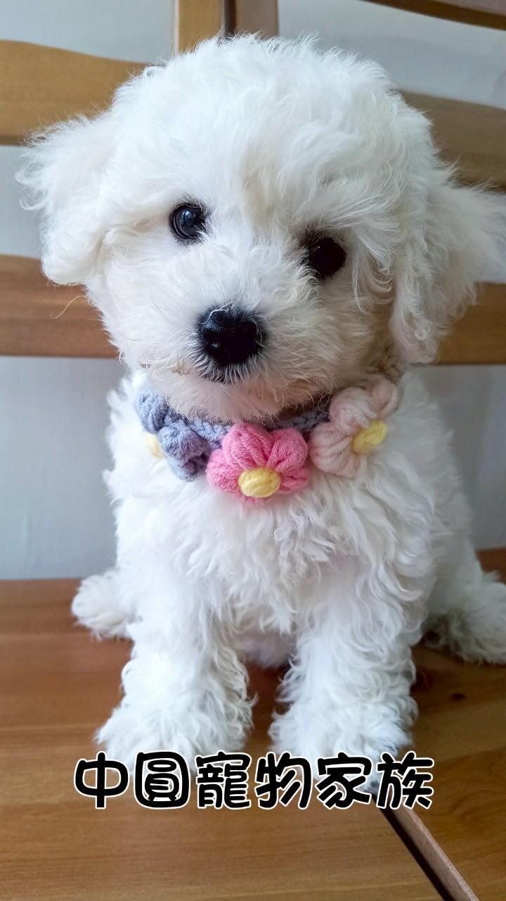 中圓寵物家族／比熊犬