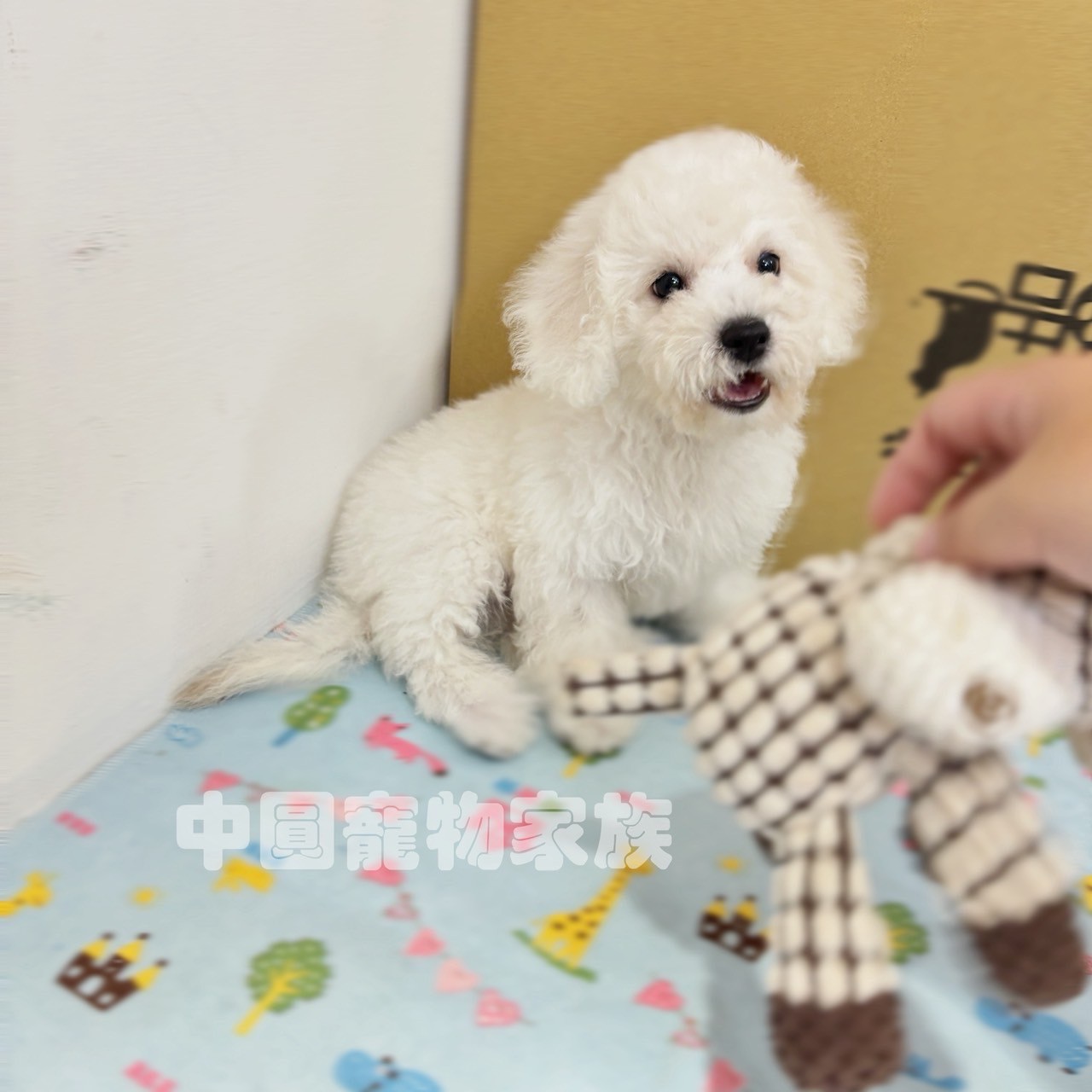 中圓寵物家族／白色比熊犬